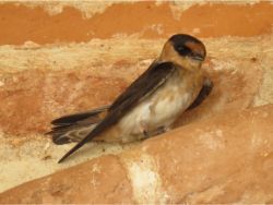Cave Swallow